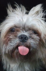 Kako psi komuniciraju?