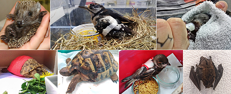 Veterinarski fakultet: Oporavilište za divlje životinje