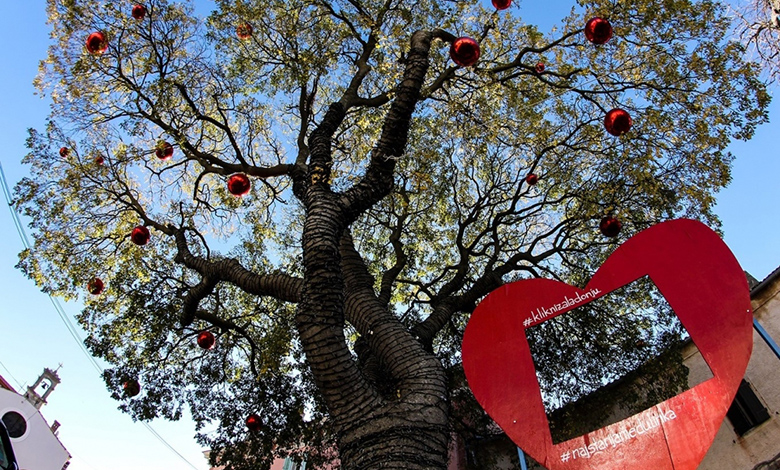 Započele nominacije za Hrvatsko stablo godine