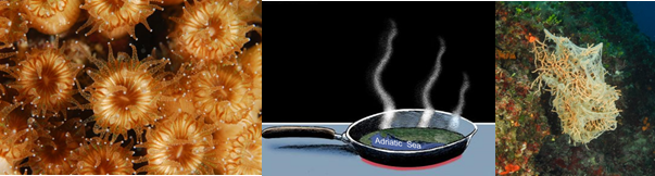 Predavanje: Kako klimatske promjene utječu na Jadransko more