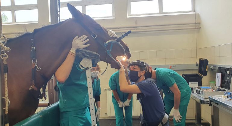 VEF: Nova oprema za stomatologiju konja