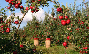 Kako zadržati mlade ljude u ruralnim područjima?