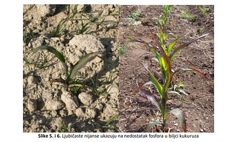 Obnova poljoprivrede i ruralnog prostora na potresom pogođenom području Banovine