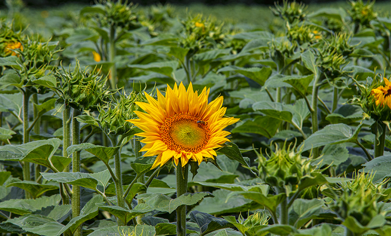 Međunarodni dan očaranosti biljkama 2022.