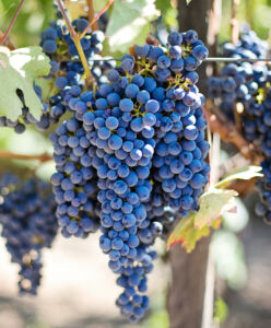 Agronomski fakultet pokreće program cjeloživotnog obrazovanja „Grožđe i vino – od vinograda do stola“