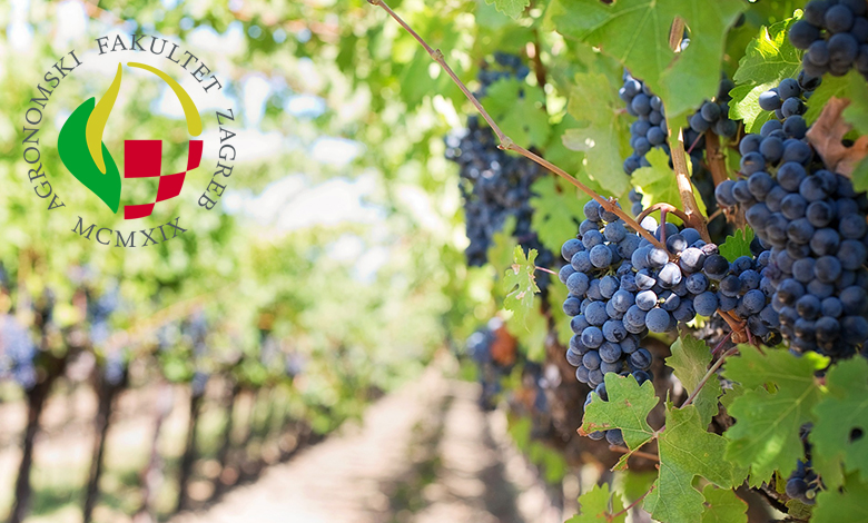 Cjeloživotno obrazovanje -"Grožđe i vino – od vinograda do stola"