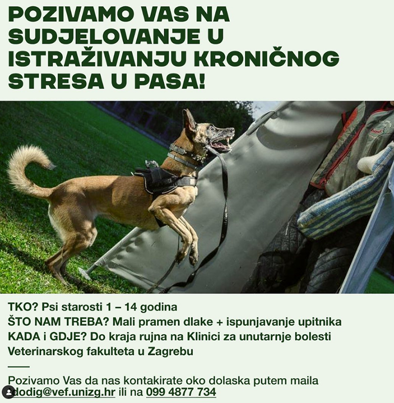 VEF provodi istraživanje kroničnog stresa kod pasa
