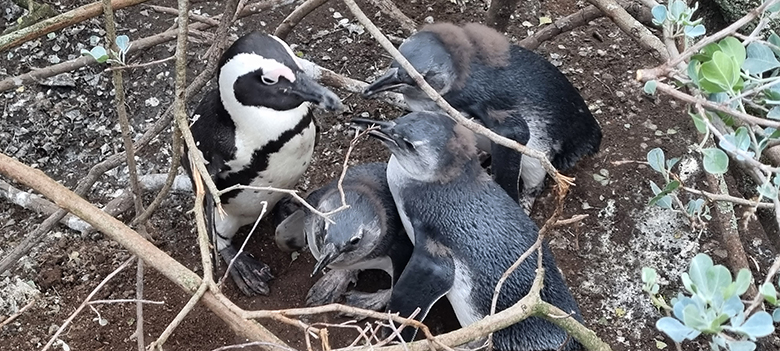 Pčelarsko iskustvo iz Cape Towna