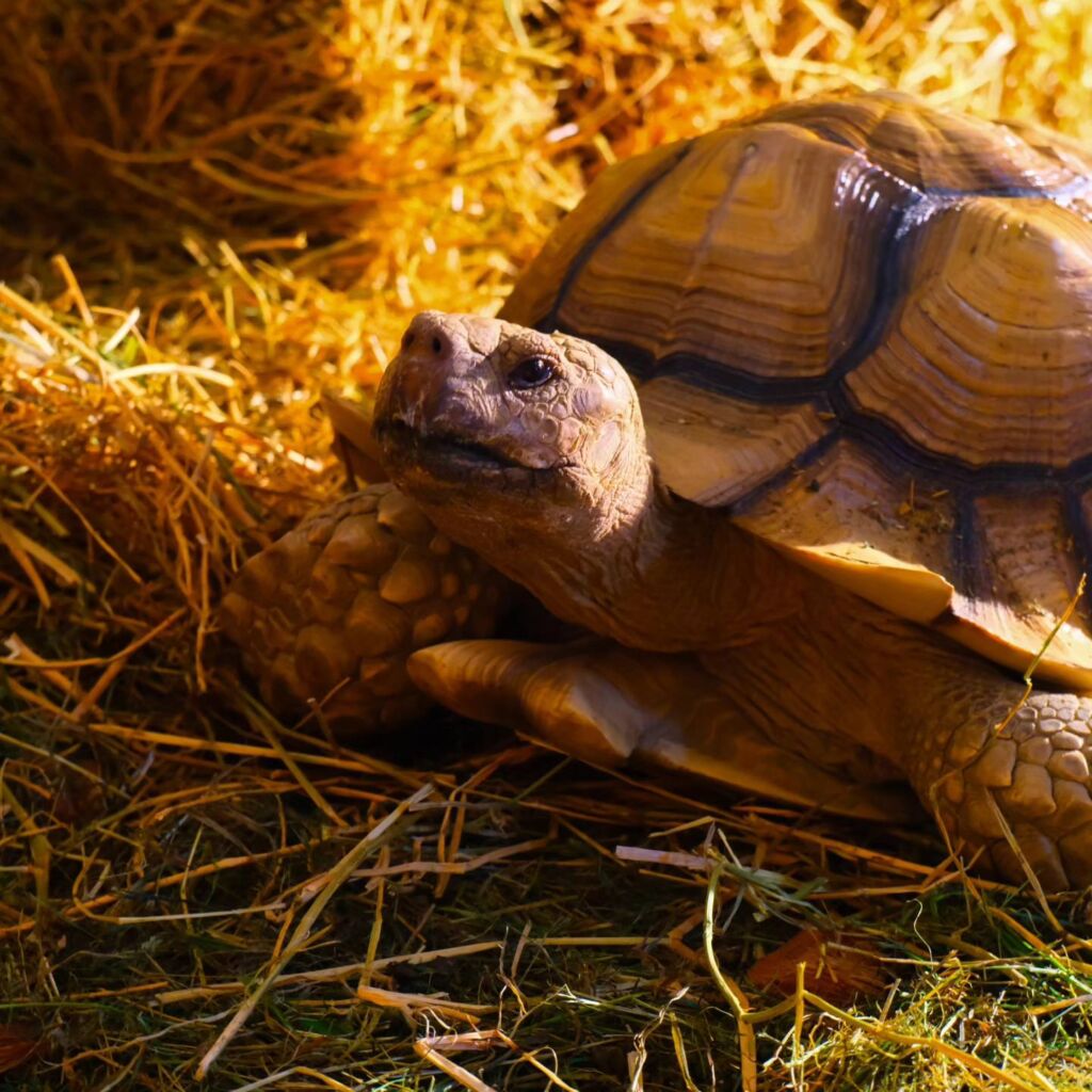 Veterinarski fakultet vas poziva na Reptilomaniju!