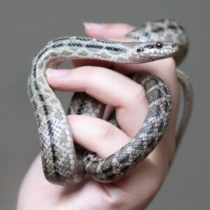 Veterinarski fakultet vas poziva na Reptilomaniju!