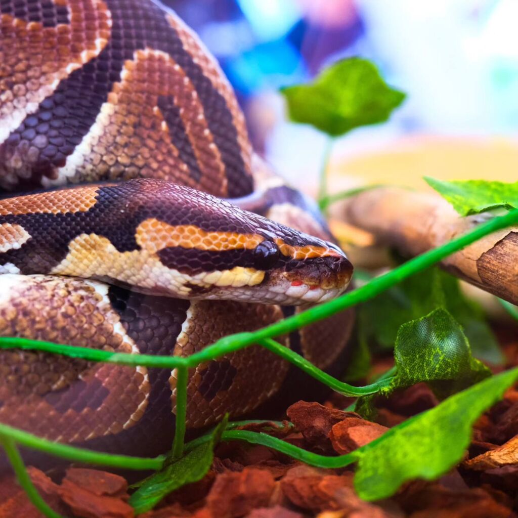 Veterinarski fakultet vas poziva na Reptilomaniju!