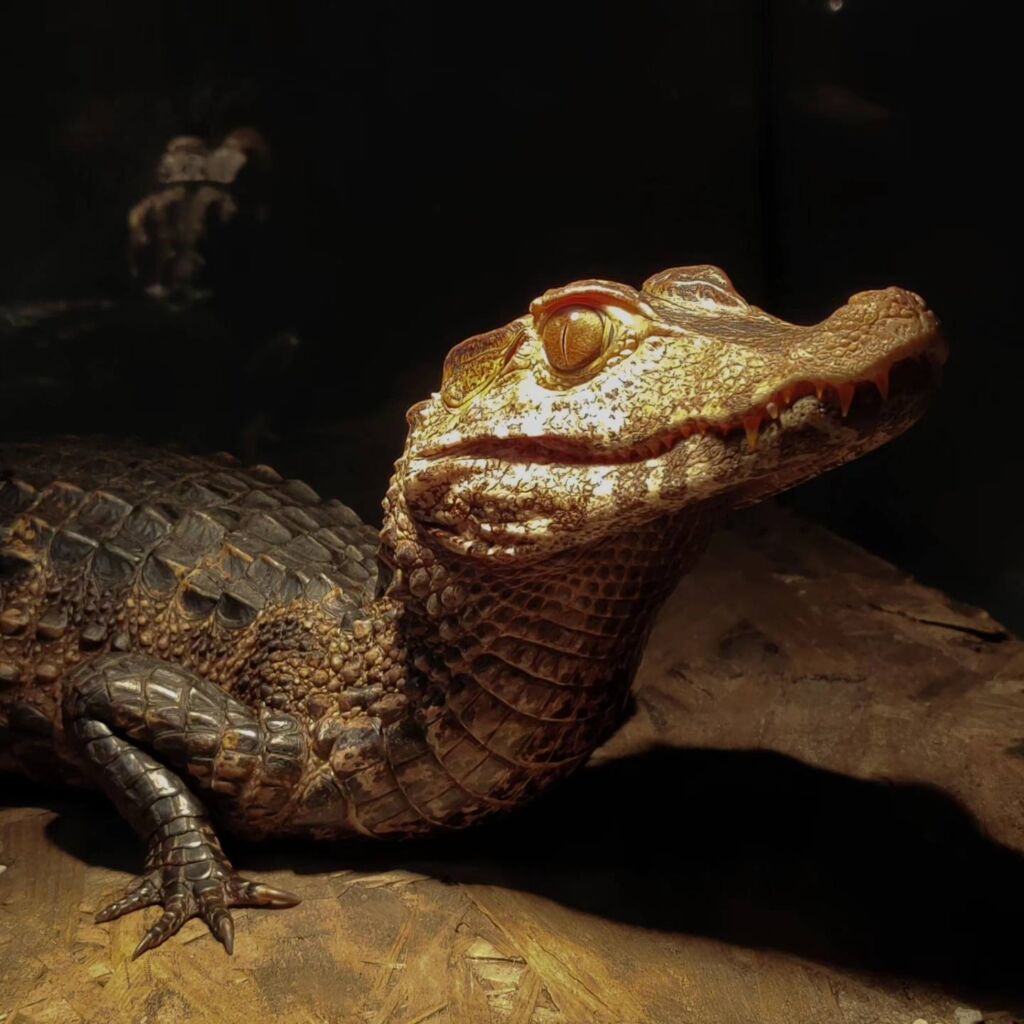 Veterinarski fakultet vas poziva na Reptilomaniju!