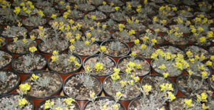 Botanički vrt prodaje višak bilja