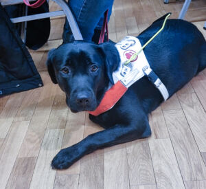 Kakva je uloga pasa pomagača u visokom obrazovanju?