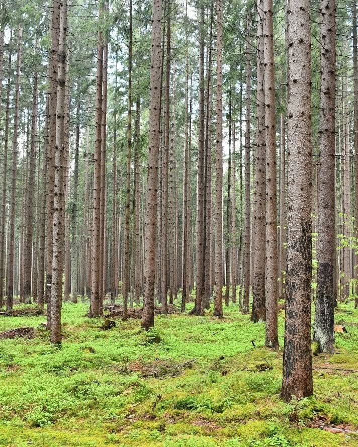 Kreativno doživjeti šumu kroz fotografiju, crtež, video i stihove